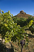 Comenge winery vineyards in the Ribera del Duero wine region with castle in background. Curiel de Duero, Valladolid province, Castilla-Leon, Spain