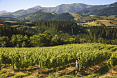 Beldio Txakolina winery vineyards, Llodio. Alava, Basque Country, Spain