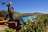 Vintage, Salas Altas, Somontano wine region. Huesca province, Aragon, Spain