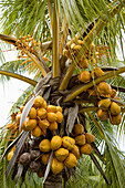 Coconuts, Moorea, Society Islands, French Polynesia  May, 2009)