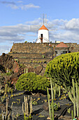 Cactus garden by Cesar Manrique, Lanzarote. Canary islands, Spain