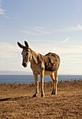 Animal, Animals, Donkey, exterior, outdoor, outdoors, outside, Vertical, A75-929289, agefotostock 