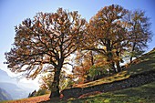 Marone, Eßkastanienbaum im Herbst, Castanea sativa / Sweet chestnut tree, Castanea sativa in autumn