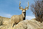 Cerf mulet - Mule Deer - Odocoileus hemionus