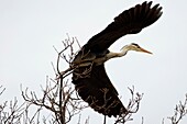 Heron cendre - Grey Heron - Ardea cinerea