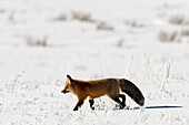Renard roux - Red Fox - Vulpes vulpes