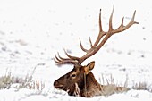 Wapiti - Elk - bull - Cervus canadensis