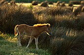 Cheval Camargue - poulain - Wild Horse of Camargue - foal - Equus caballus