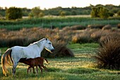 Cheval Camargue - poulain et jument - Wild Horse of Camargue - foal and mare - Equus caballus