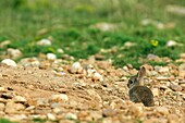 Lapin de garenne - lapereau - European rabbit - Oryctolagus cuninculus