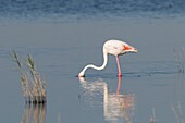Greater Flamingo  Phoenicopterus ruber)