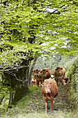Limousin cows, cattle, Beizama, Guipuzcoa, Basque Country, Spain