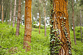 Pine forest near Azkoitia, Guipuzcoa, Basque Country, Spain