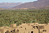 Palm trees in the desert in Tamnougalt in the Draa Valley, oasis, Morocco