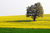 Colza fields, Nievre, Burgundy, France.
