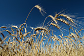 Wheat ears. Osseja, Languedoc-Roussillon, Pyrenees Orientales, France