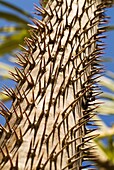 Kibbutz Ein Gedi, also a botanical garden: Pachypodium Lamerei from the Apocynaceae Family