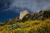 Italy, Sardinia, Western Sardinia, Bosa, cactus and Castello Malaspina