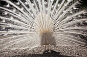 Italy, Piedmont, Lake Maggiore, Stresa, Borromean Islands, Isola Bella, white peacock, pavo