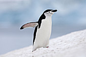 Chinstrap Penguin  Pygoscelis antarcticus). Half Moon Island, South Shetland Islands, Antarctica