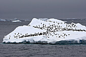 Adelie Penguin  Pygoscelis adeliae) resting on iceberg, Antarctica