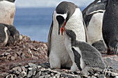 Gentoo Penguin  Pygoscelis papua papua), adult and chicks. Ronge Island, Antarctica