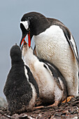 Gentoo Penguin  Pygoscelis papua papua). Barrientos Island, South Shetland Islands, Antarctica