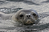 Weddell Seal  Leptonychotes weddellii), Antarctica