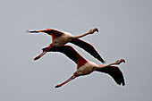 Greater Flamingo  Phoenicopterus ruber). Bouches-du-Rhône, France
