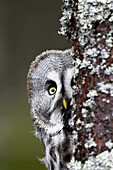 Great Grey Owl  Strix nebulosa)