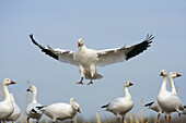 Snow Goose  Chen caerulescens), Bosque del Apache National Wildlife Refuge, New Mexico, USA