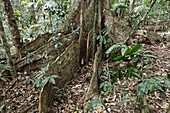 contreforts d´un grand arbre de la foret tropicale parc national de Daintree Roots of rainforest giant tree Black Booyong Argyrodendron actinophyllum Order: Malvales Family: Malvaceae