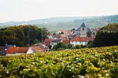 France, Champagne, Champagne bio, vendanges, villages vers Verzenay // France, Champain, harvest nearby Verzenay