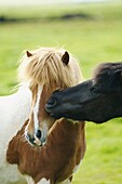 Iceland, Icelandic horses
