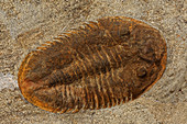 Fossil Trilobite. Morocco