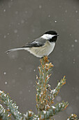 Black-capped Chickadee  Poecile atricapilla) perched in snow. New York, USA
