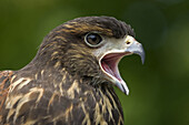 Harris´ Hawk  Parabuteo unicinctus), immature calling, captive, USA