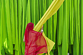Inde, Rajasthan, Usine de Sari, Les tissus sechent en plein air  Ramassage des tissus secs par Misri, 30 ans, avant le repassage  Les tissus pendent sur des barres de bambou  Les rouleaux de tissus mesurent environ 800 m de long  // India, Rajasthan, Sari