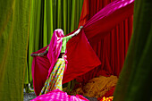 Inde, Rajasthan, Usine de Sari, Les tissus sechent en plein air  Ramassage des tissus secs par Ansi, 40 ans, avant le repassage  Les tissus pendent sur des barres de bambou  Les rouleaux de tissus mesurent environ 800 m de long   // India, Rajasthan, Sar