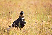 AGUILA IMPERIAL IBERICA Aquila adalberti