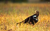 AGUILA IMPERIAL IBERICA Aquila adalberti