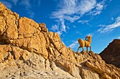 Cañón en el oasis de montaña, Chebika, Desierto, Tunez, Africa
