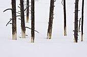 Yellowstone National Park in winter, USA