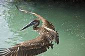 Brown Pelican  Pelecanus occidentalis), Isla Santa Cruz, Islas Galapagos, Ecuador