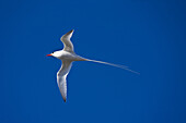 Tropical bird, South Plaza island, Galapagos Islands, Ecuador