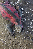 Marine Iguana  Amblyrhynchus cristatus), Hood Island, Galapagos Islands, Ecuador