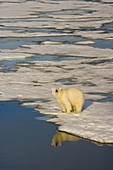 OSO POLAR Ursus maritimus