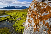 Líquenes  Islas Spitsbergen o Svalbard, Noruega