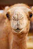 Mercado de Camellos, Al Ain, Emirato de Abu Dabhi, Emiratos Árabes Unidos, Golfo Pérsico