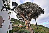 Dragon tree in Icod de los Vinos, Tenerife, Canary Isles, Spain, Europe